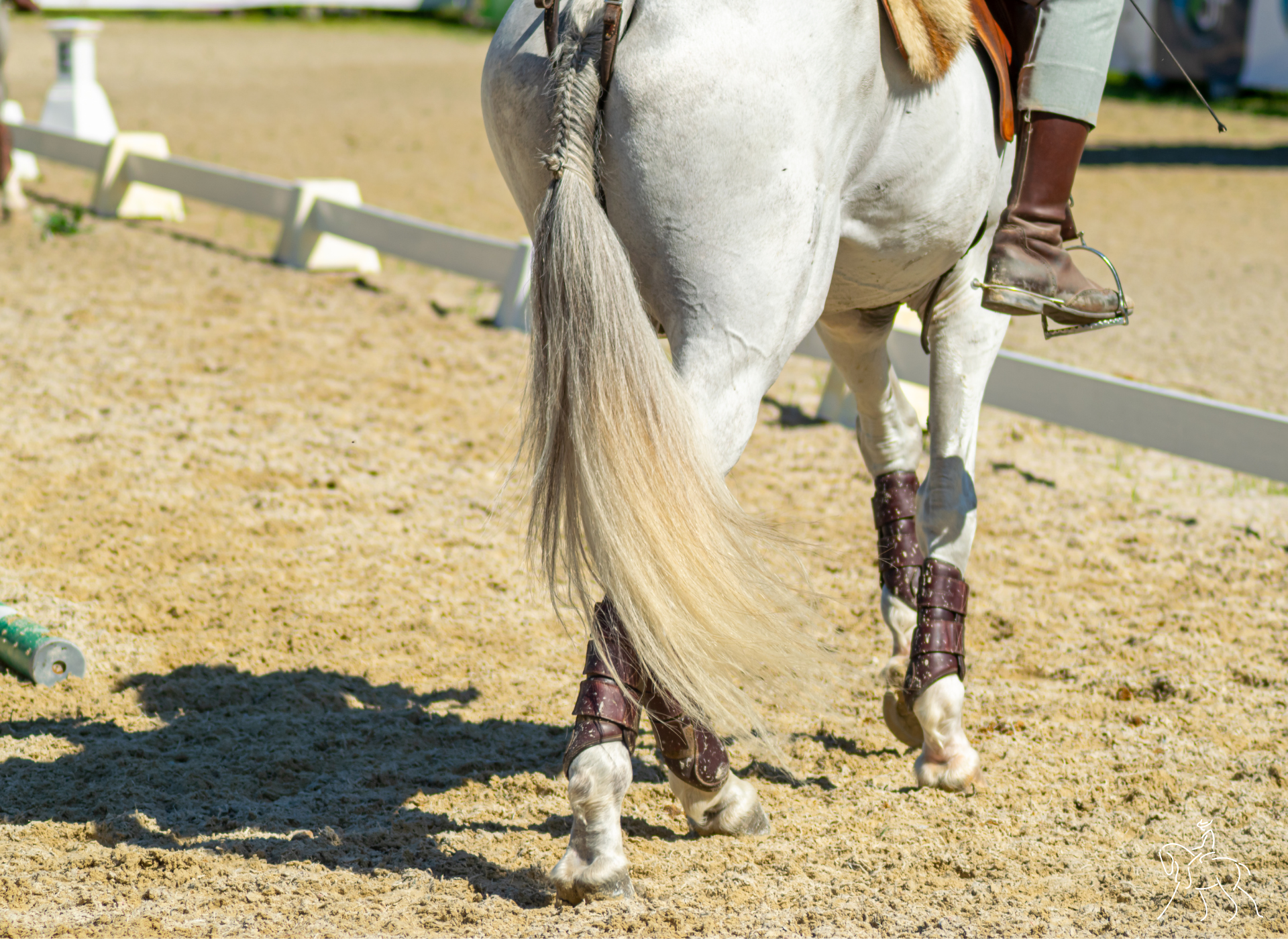 A grey horse in motion — a study in balance and quick footwork.