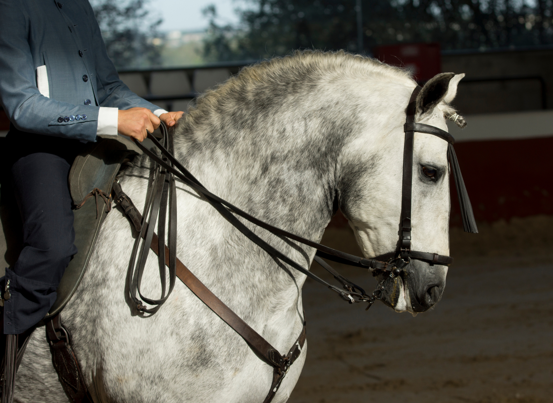 A dappled grey Iberian horse in classical bridle, presented at the halt.