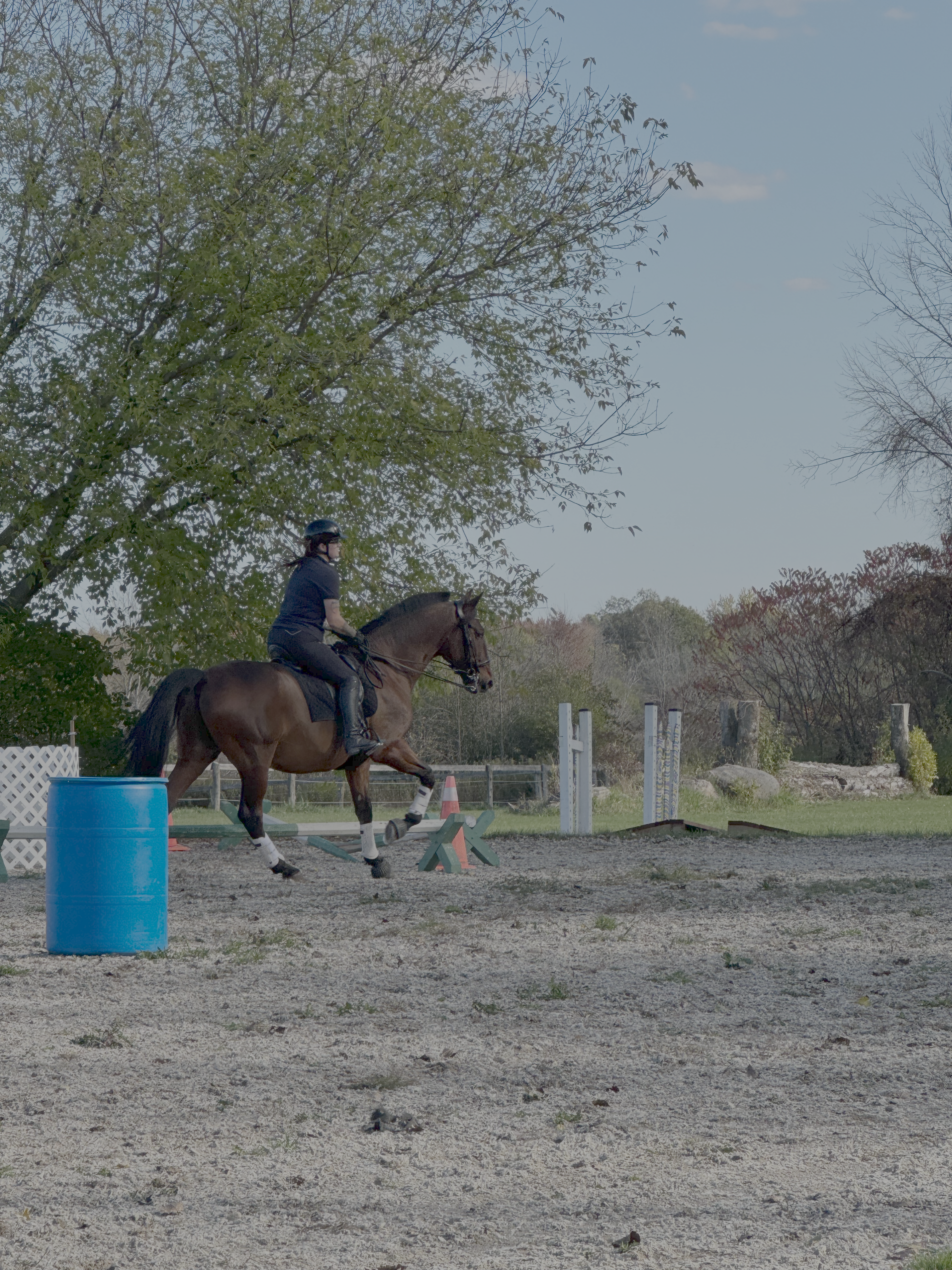 A bay horse halted between two barrels on the Ease of Handling course.