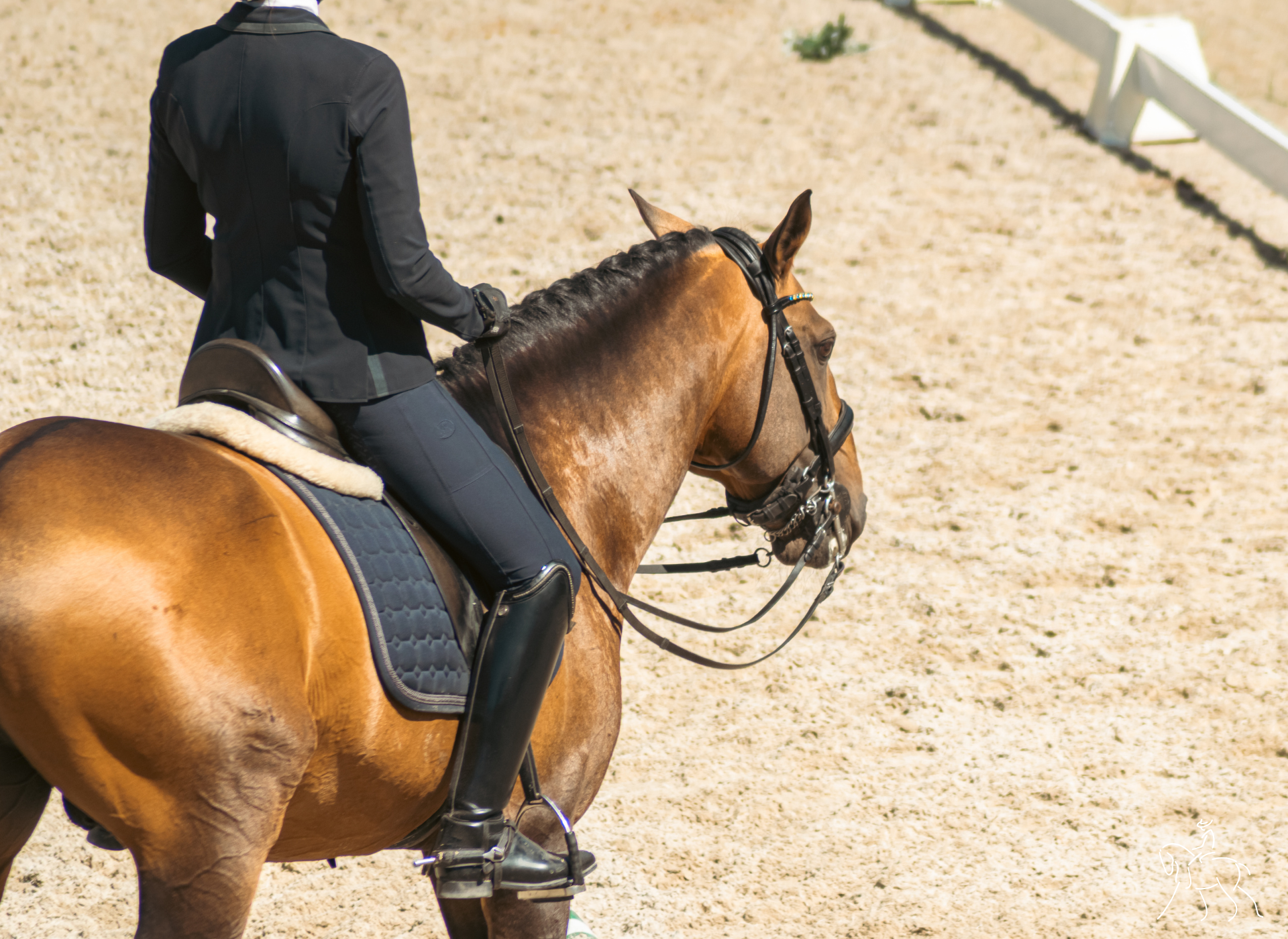 A buckskin horse ridden in dressage attire on a working-equitation court.