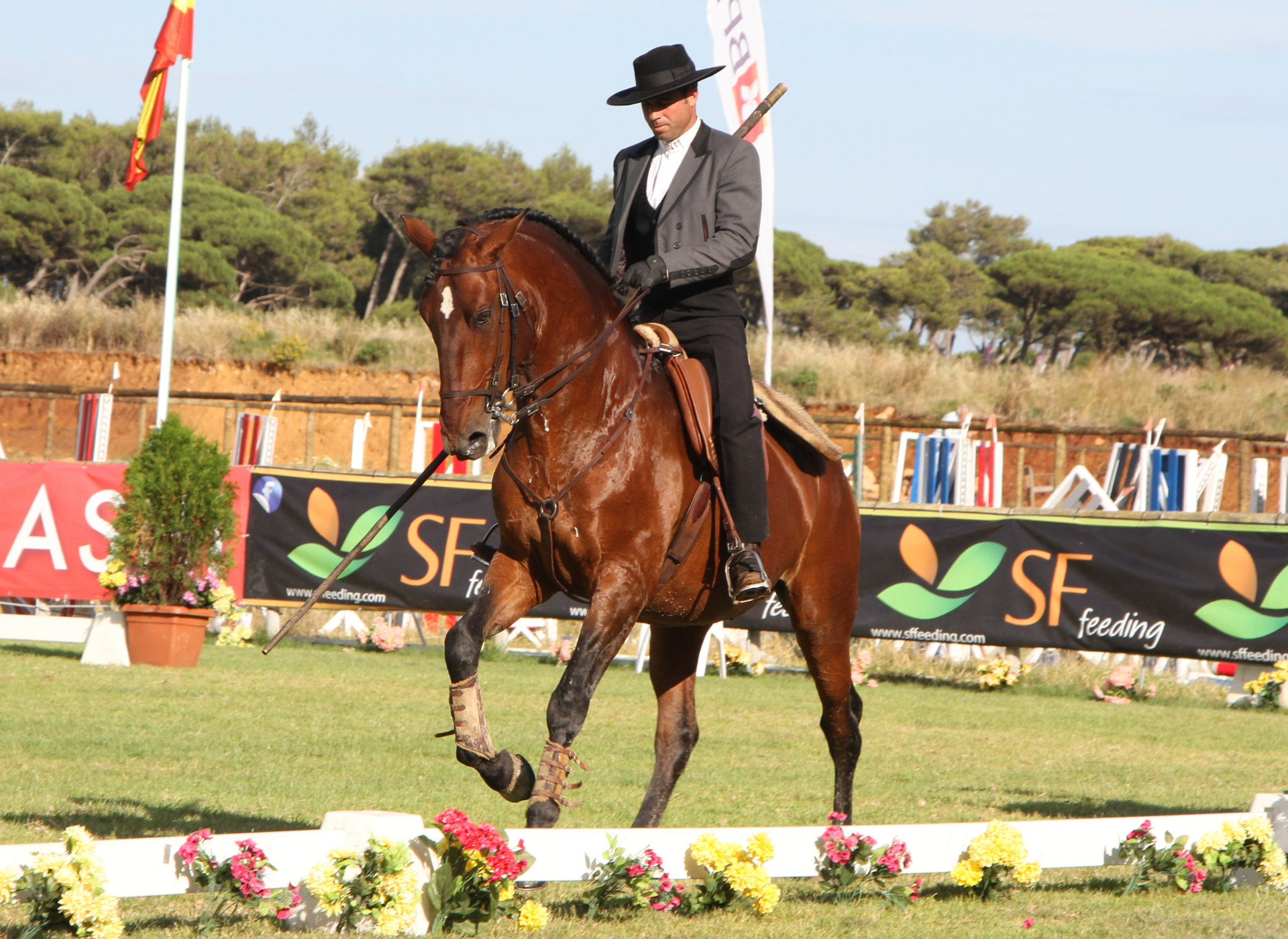 A bay Iberian horse and rider in traditional Portuguese dress competing in Ease of Handling.
